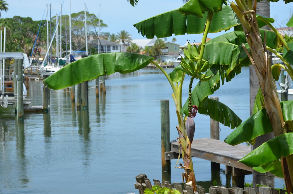 Oasis at John's Pass Madeira Beach - photo 47