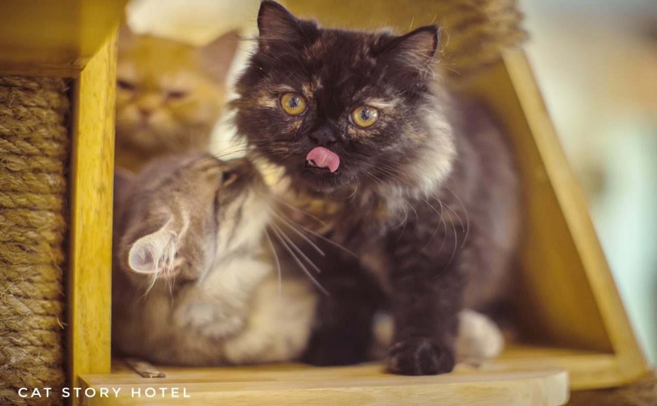 Cat Story Hotel in Patong, Thailand