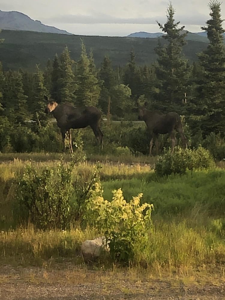 Denali Park Hotel - photo 32