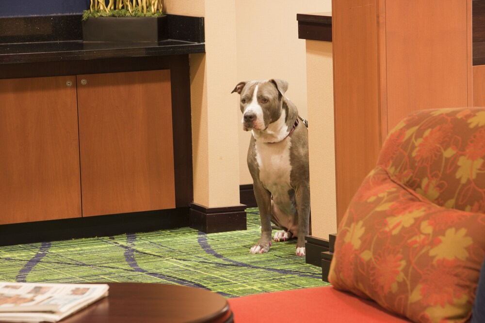 Fairfield Inn & Suites by Marriott Texarkana - photo 41