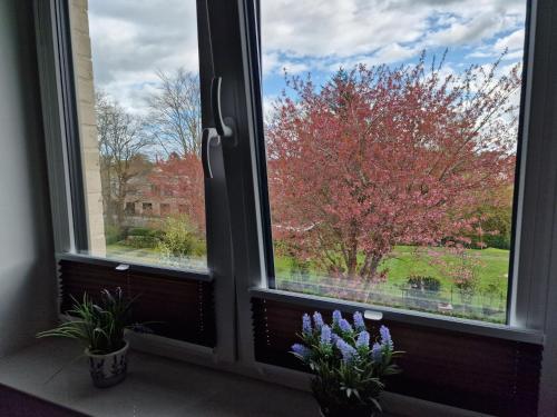 Moderne Penthouse Wohnung — Schleswig — photo 2