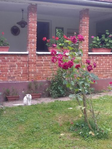 Misu Háza - last minute hotel in Unknown City