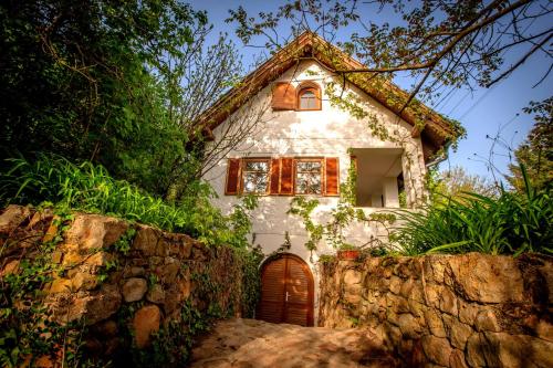Wild Grape Vadszőlő in Badacsonytomaj, Hungary