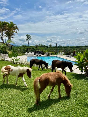 Baum hotel in Armenia, Colombia