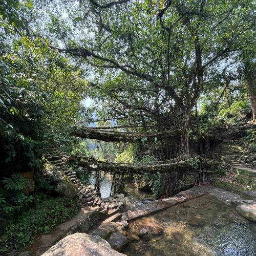 Odyssey Stays Nongriat 3Kms trek from Main Road in Cherrapunji, India