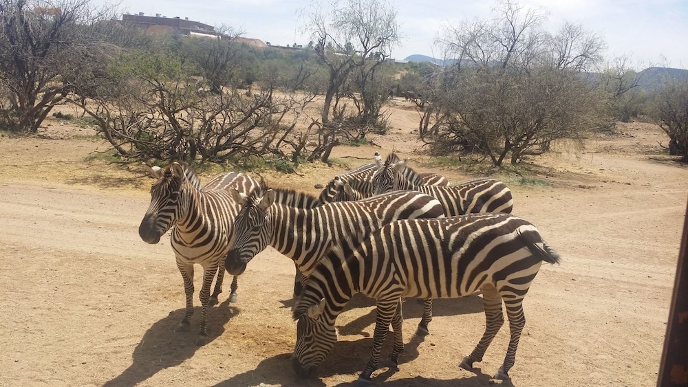 Red Agave Resort - photo 73