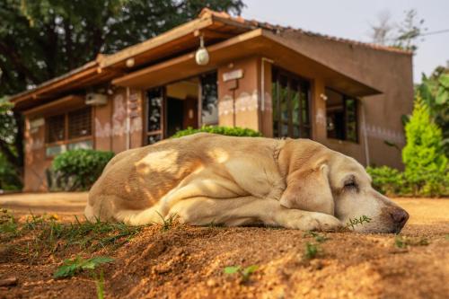 Leo wooden resorts — Hampi — photo 5