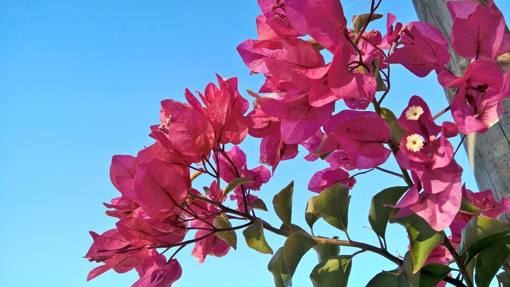 Arcamyrtus in Alghero, Italy