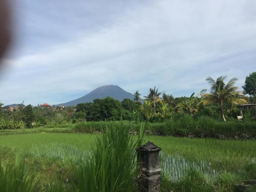 Pondok Intaran — Amlapura — photo 4