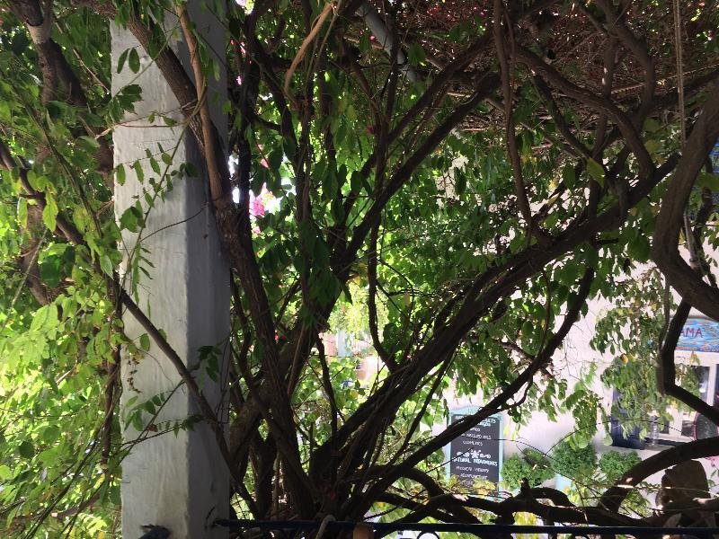 Pagali in Amorgos, Greece