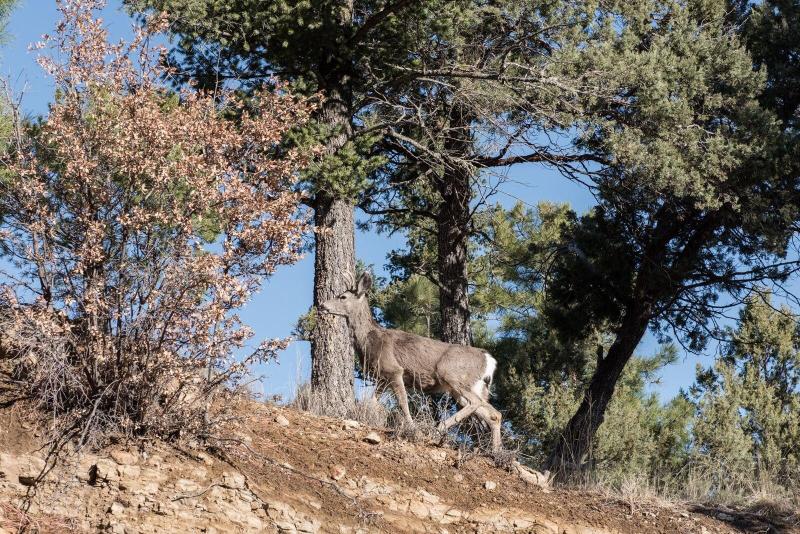 Panther Lodge by Ruidoso Vacation Rentals — 4-Star Luxury Hotel in Ruidoso, United States