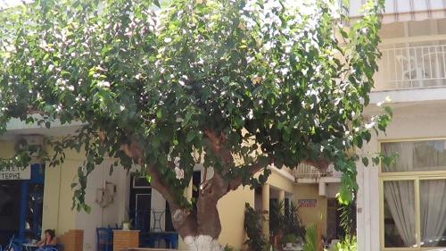 Mouroukis Rooms in Aidipsos, Greece