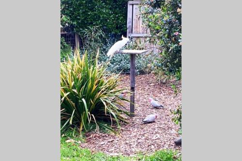 150 Steps Free Wi Fi — Apollo Bay — photo 2