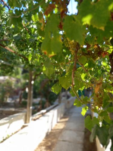 Stone oasis Vito