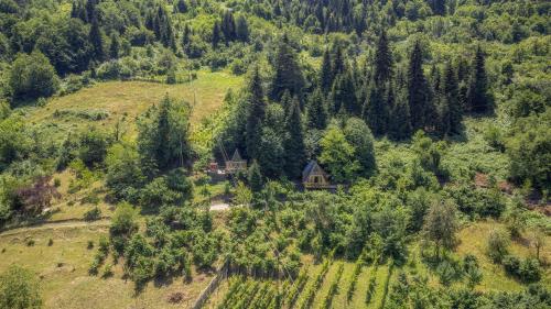 Forest House