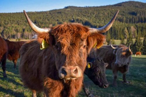 Chata s výhledem do údolí Frymburk Náhlov in Frymburk, Czech Republic
