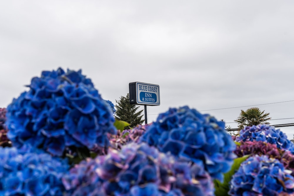 Blue Coast Inn and Suites - featured photo