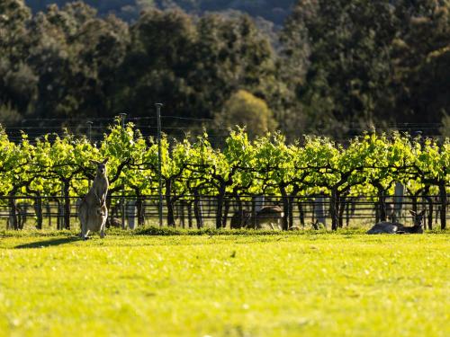 Brokenback Vineyard Homestead in Pokolbin, Australia