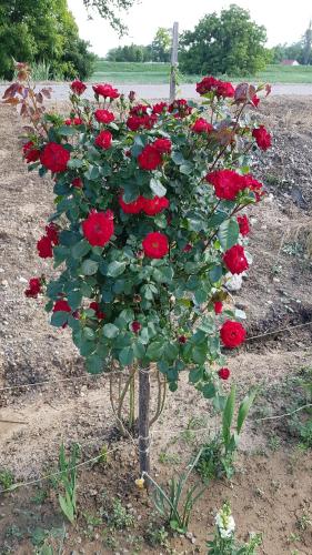 La Corte Delle Rose UB in Ub, Serbia