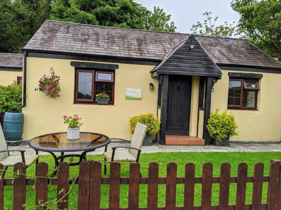 Cornflower in Saundersfoot, United Kingdom