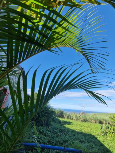 Sous les palmiers in Unknown City, Réunion