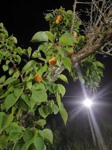 Dimora Elisabetta casa a pochi passi dal mare — Pontecagnano — photo 2