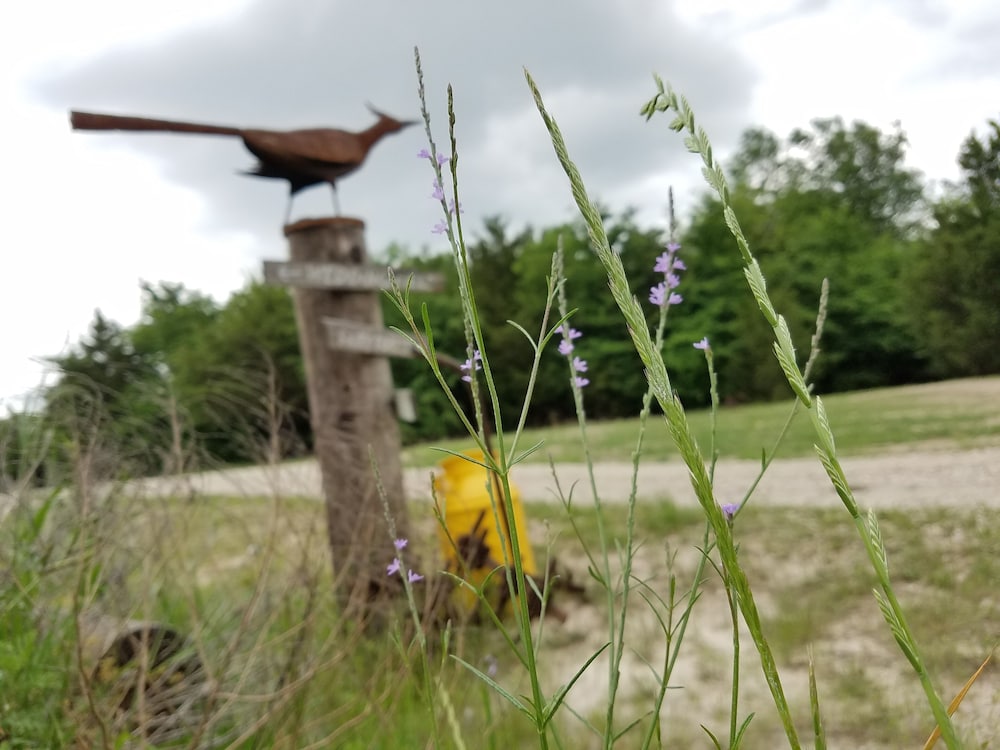 Savannah's Meadow - photo 47