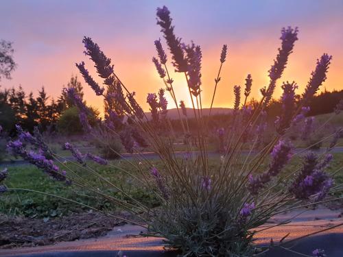 Lavender Row Farm - last minute hotel in Unknown City