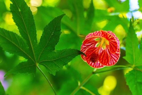 Espaço Aricá in Chapada Dos Guimaraes, Brasil