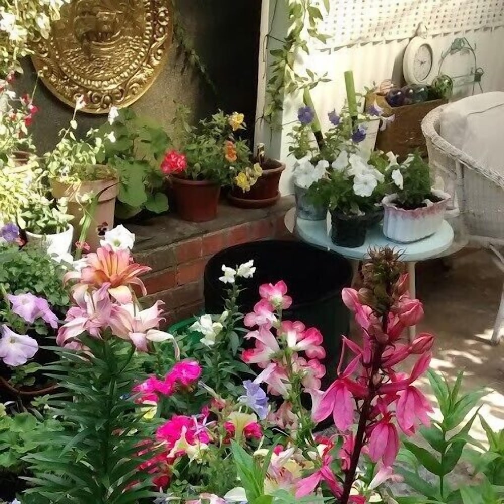 Arts&BichonsB&B in Oxford, United Kingdom