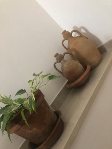 Le canarie in Vieste, Italy