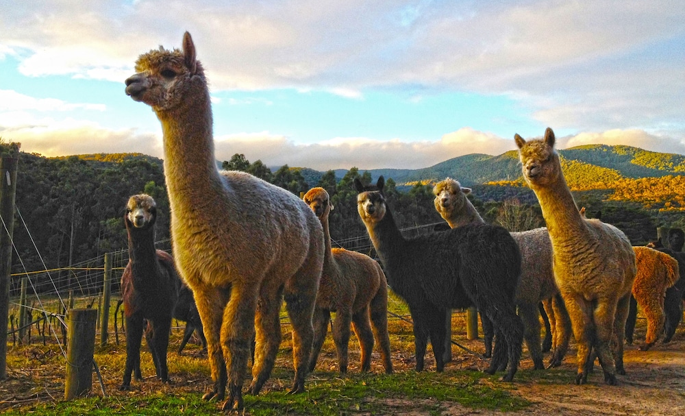 Valley Farm Vineyard Cottages — 4-Star Luxury Hotel in Healesville, Australia