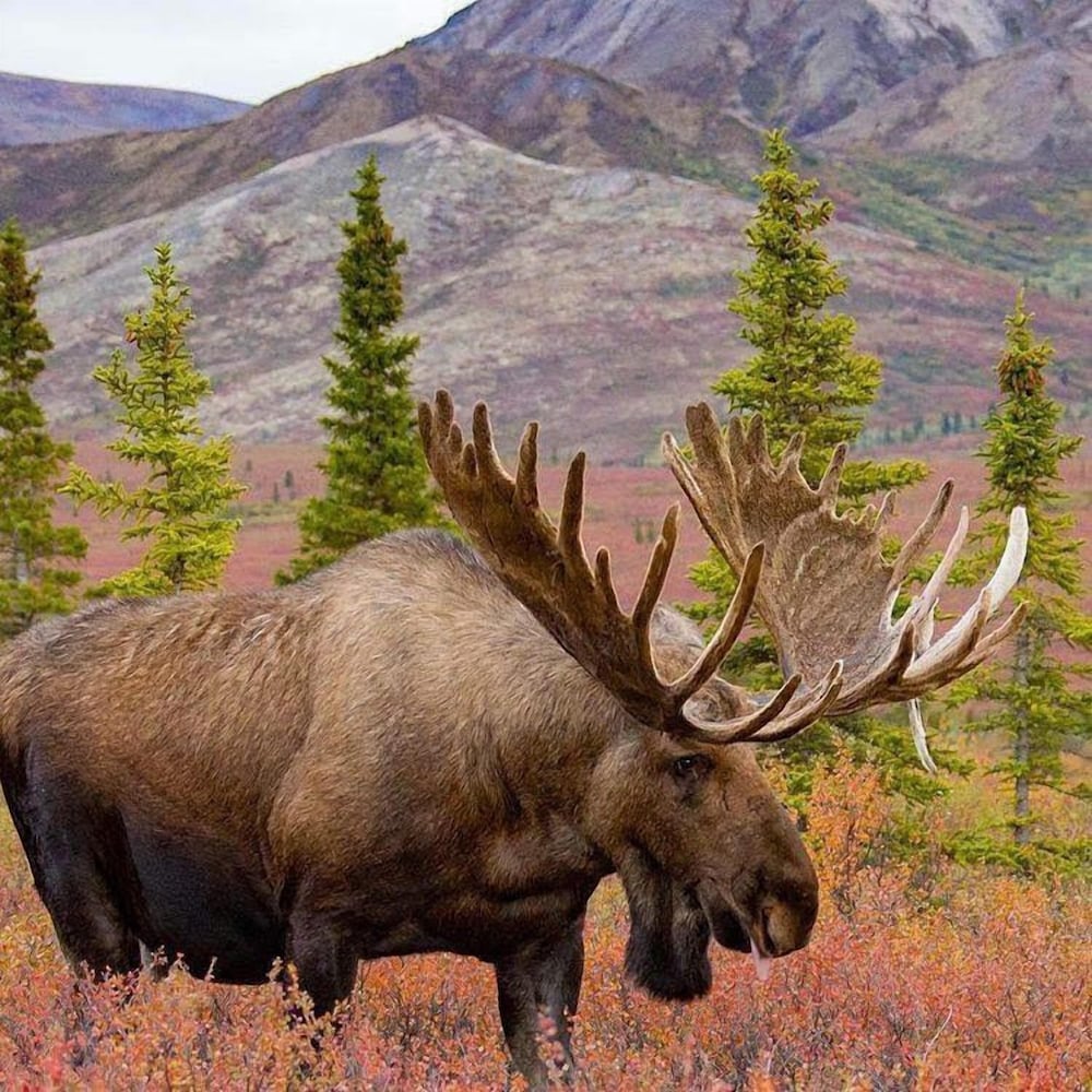 Denali Lakeview Inn - photo 28