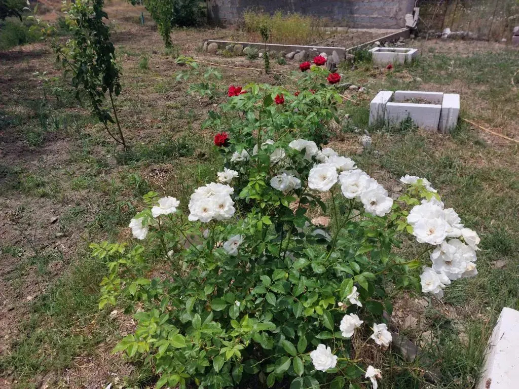 Green House In Vazisubani