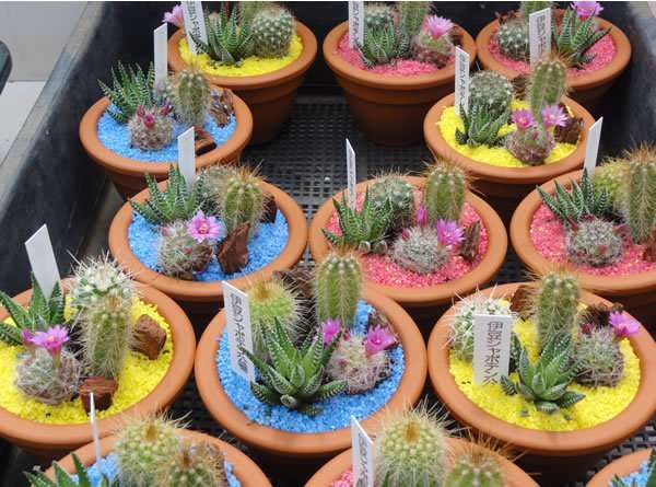 White Princess in Ito, Japan