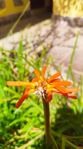 Hospedaje Chaska Pisac in Pisac, Peru