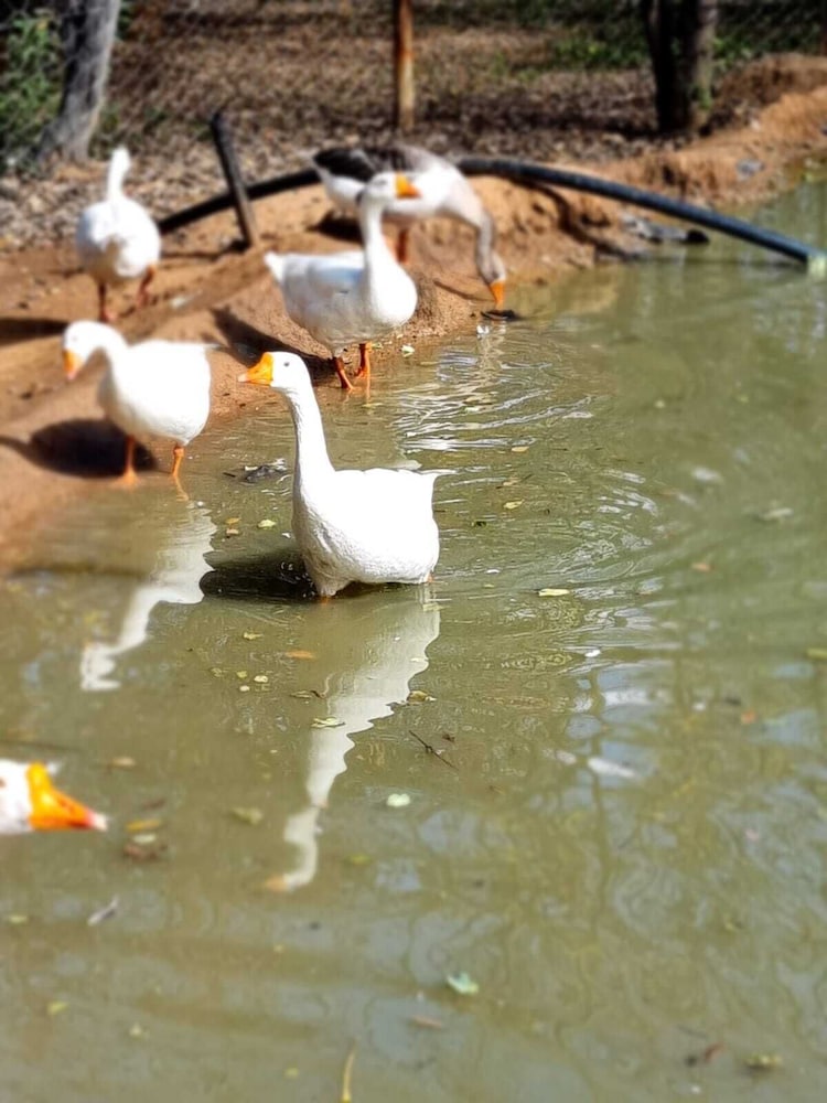 Deo Volente Country Estate in Thabazimbi, South Africa