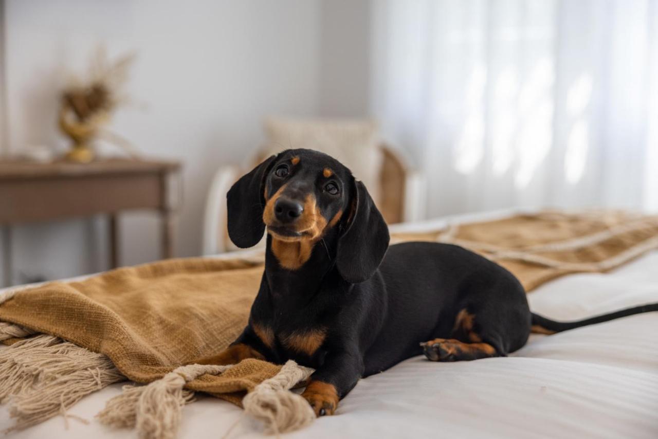 Crackers Pet Friendly Jetty Location Walk to Restaurants — hotel near Coffs Harbour Airport