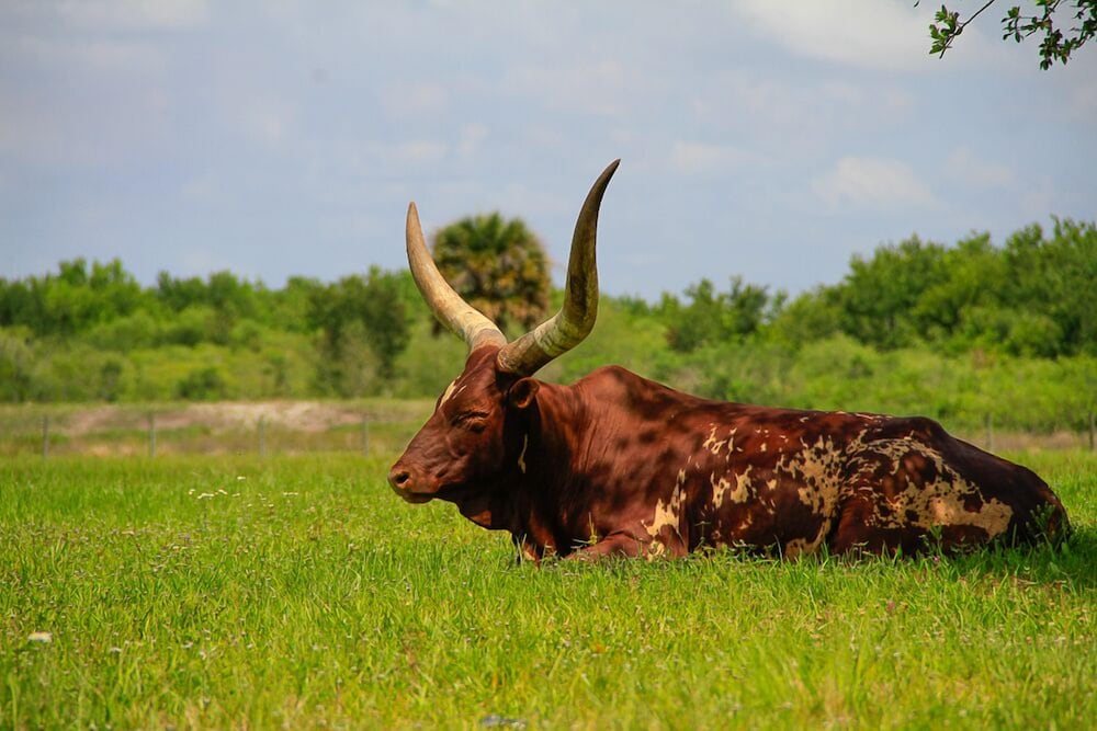 Westgate River Ranch Resort & Rodeo - photo 176