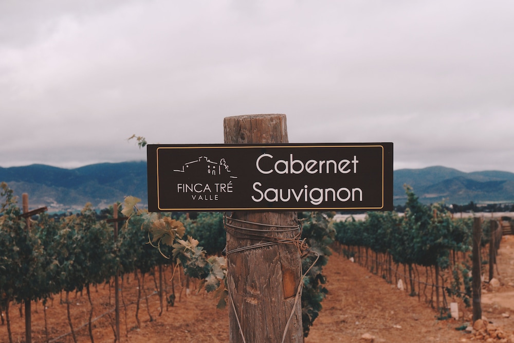 Vineyard