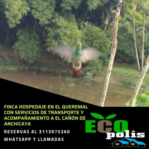 Ecopolis Hospedaje en el queremal in Dagua, Colombia