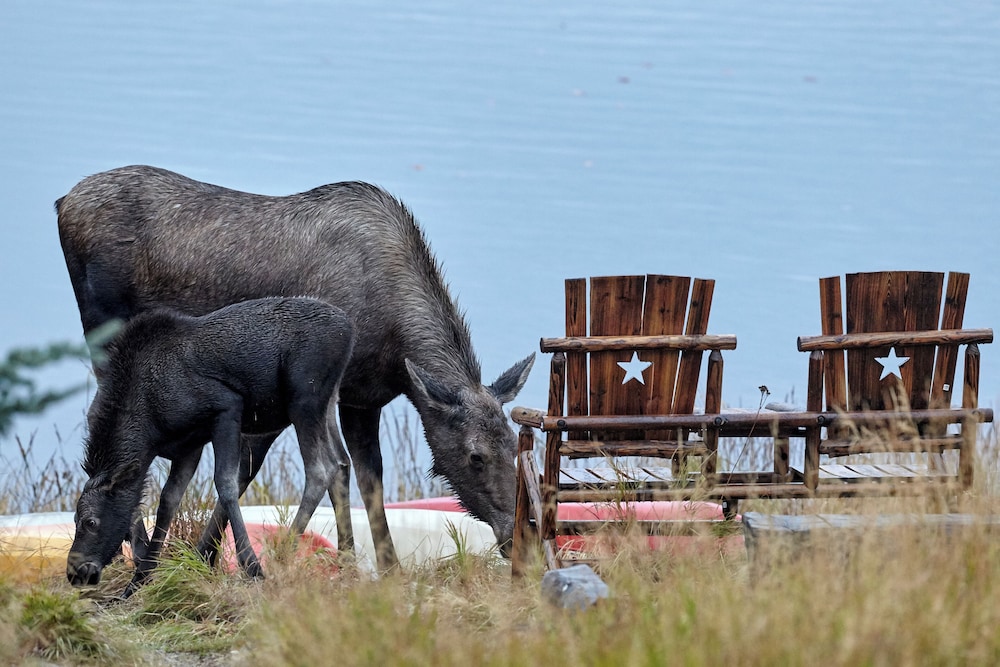 Denali Lakeview Inn - photo 20
