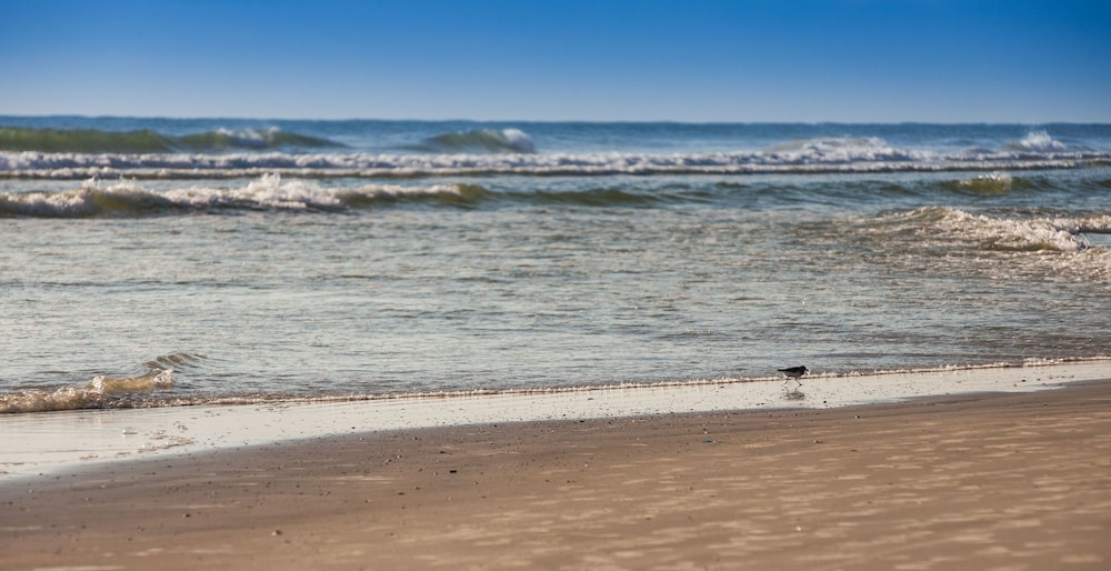 The Salty Mermaid Oceanfront Hotel - photo 22