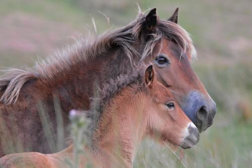 The Langbury in Minehead, United Kingdom