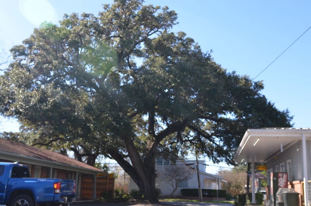 The Oak Motel - photo 51