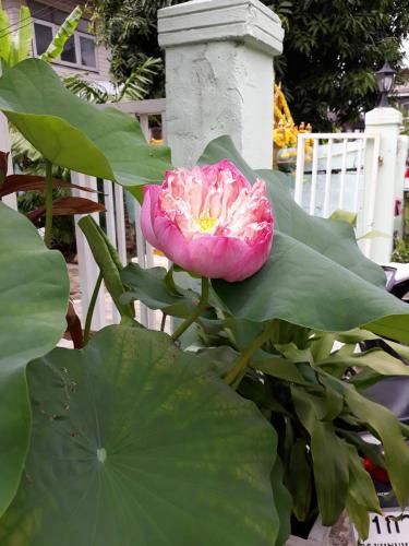 D Heart Homestay