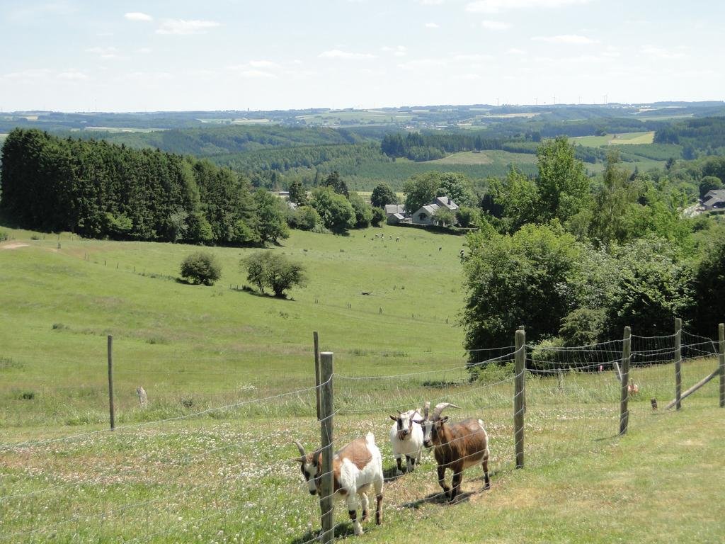 Holiday Home A Pas de Loup — La Roche-En-Ardenne — photo 5