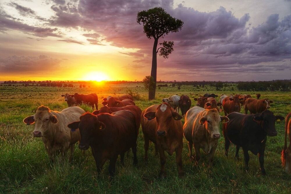Myella Farm Stay — hotel in Hervey Bay