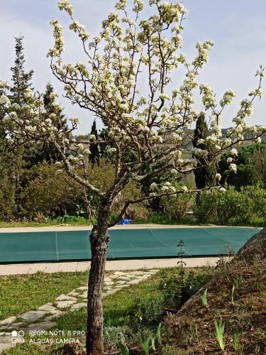 Le Rocher Au Thym 18049785 — Limoux