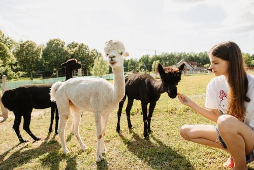 Gospodarstwo Agroturystyczne z BASENEM & SPA i Alpakami in Elk, Poland